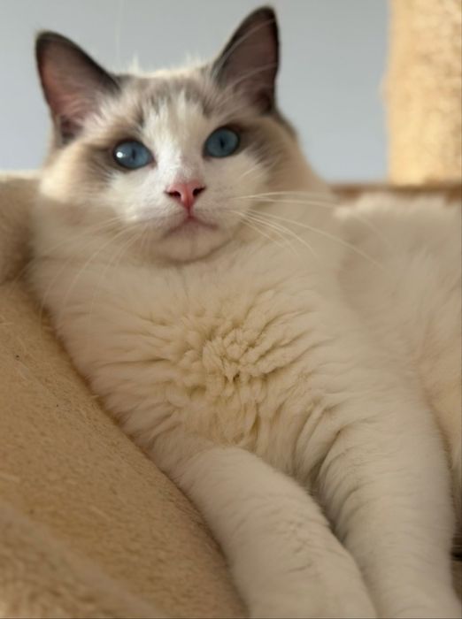 Kotka Ragdoll blue bicolor FPL