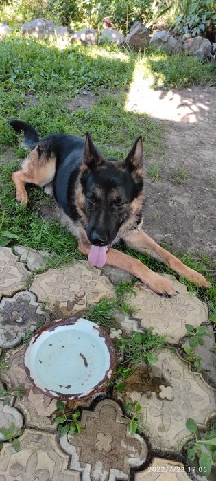 В'язка нем.овчарка