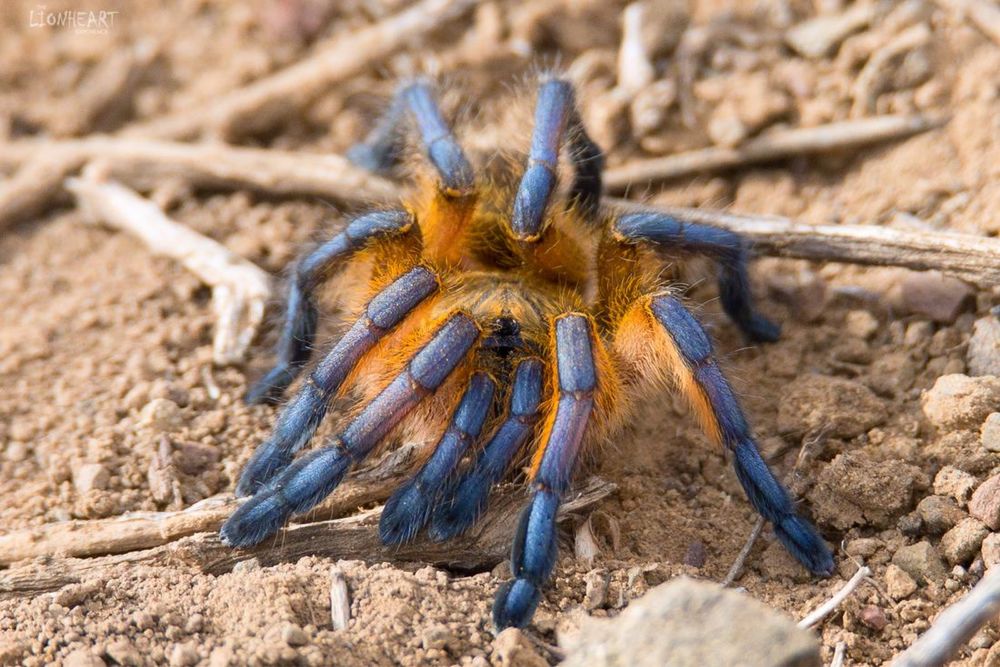 Ptasznik Harpactira pulchripes L6
