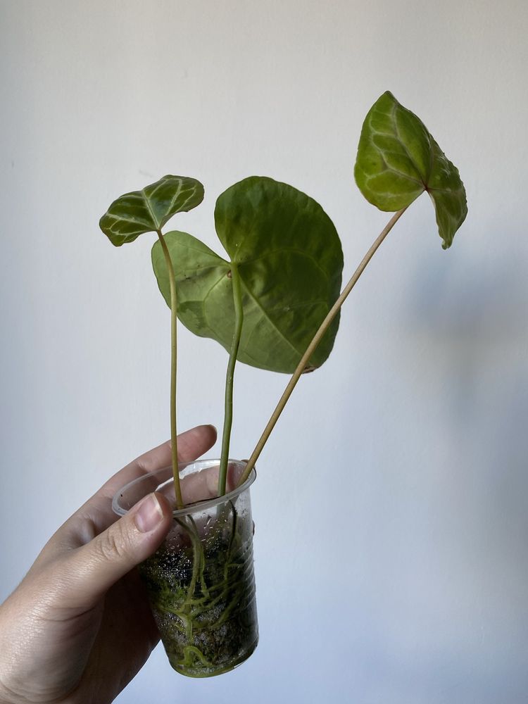 anthurium besseae, radicans, крісталінум