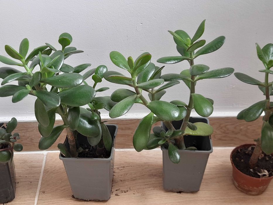 |Grubosz, drzewko szczęścia, wybór jednej z sześciu roslin