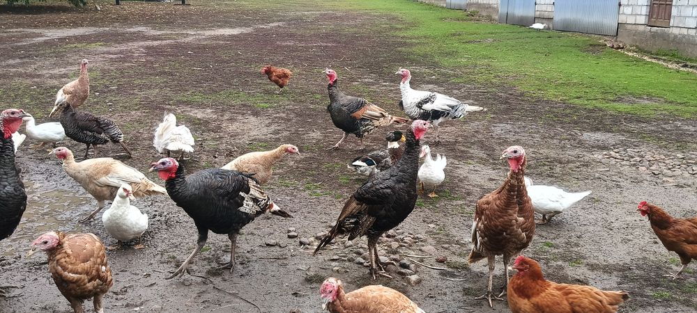 Sprzedam Indyki indyczki kaczki kaczory