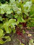Sprzedam Buraki naturalne