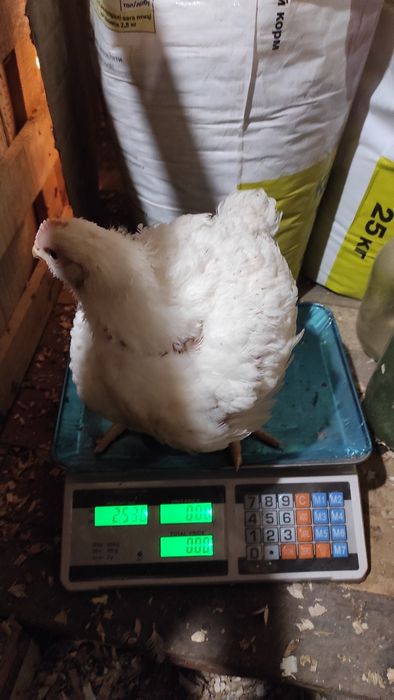 М'ясо бройлерів. Продам тушки бройлерів