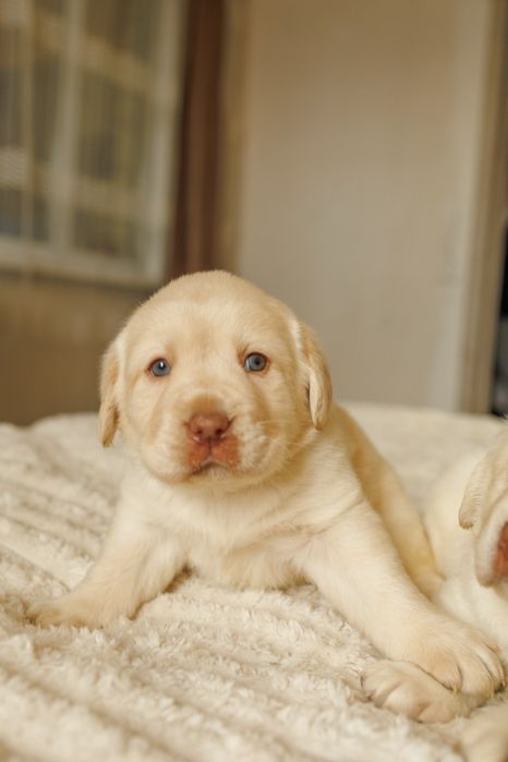 Лабрадор -ретривер _ чистокровні цуценята шукають дім
Ось приклад