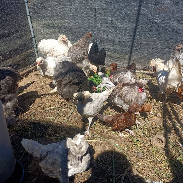 Kochin Białoczub Silka Kurczaki