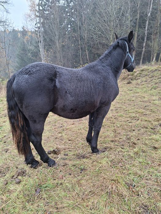 Sprzedam ogierka Śląskiego