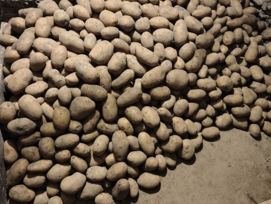 Продам картоплю сорт тайфун велика 15грн дрібна 4 грн