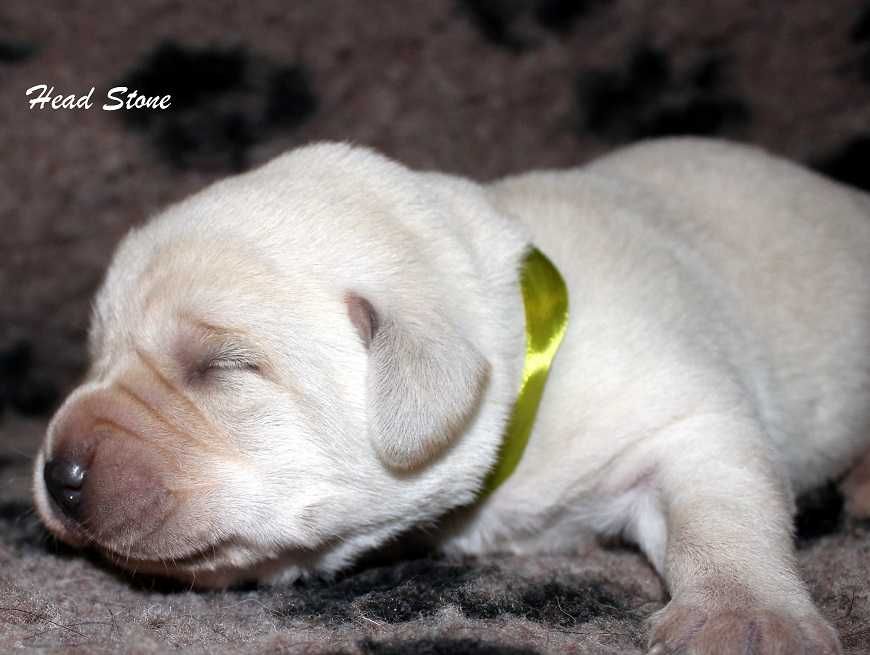 Щенки Лабрадора ретривера