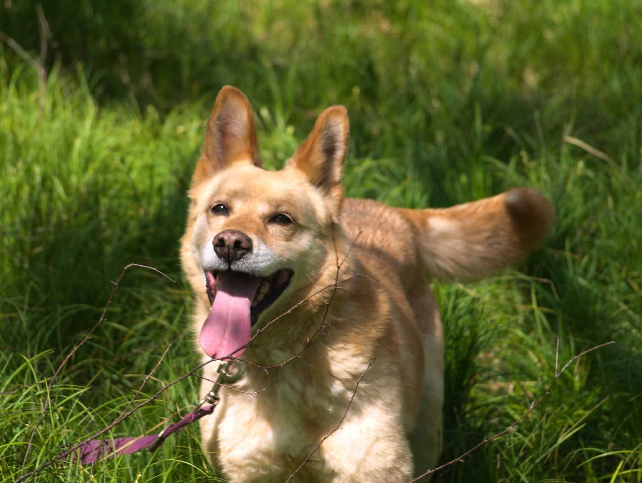 Major - przemiły pan pies ADOPCJA