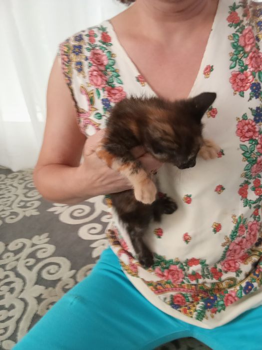 Três gatinhas lindas