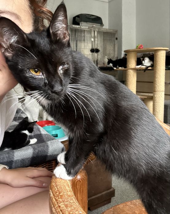 Ostoja mruczków kotka Zoja do adopcji