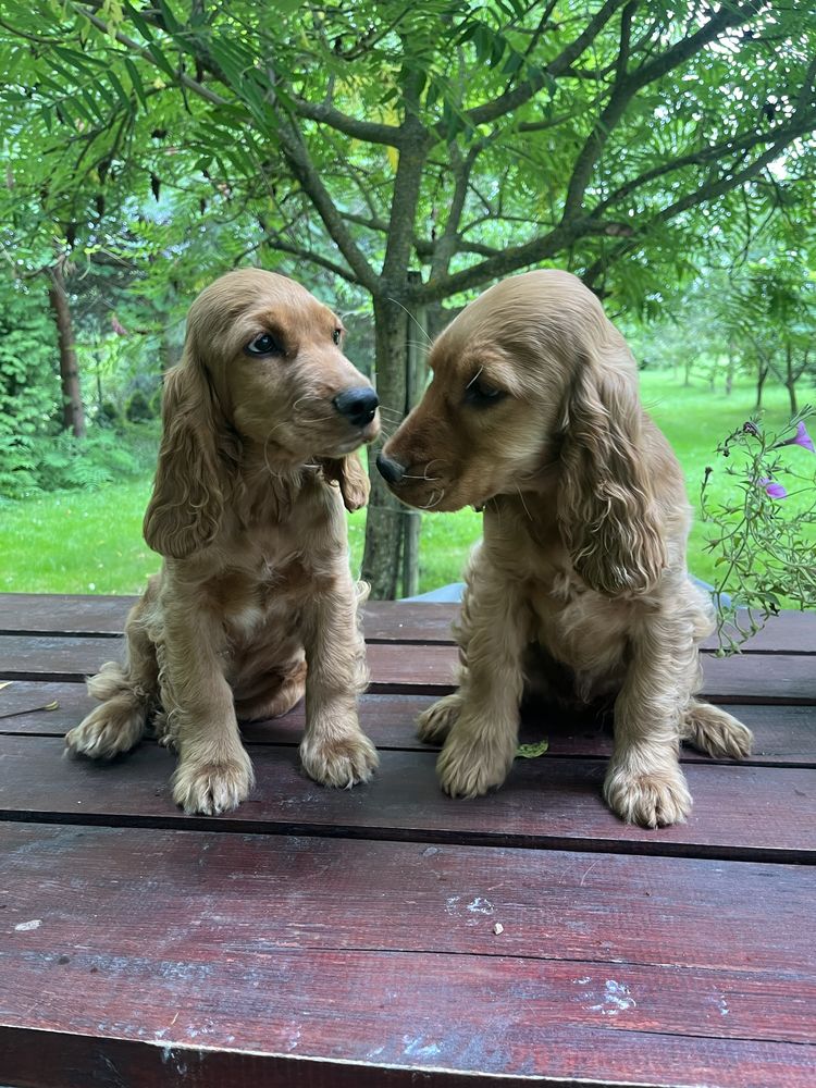 Szczeniak cocker spaniel