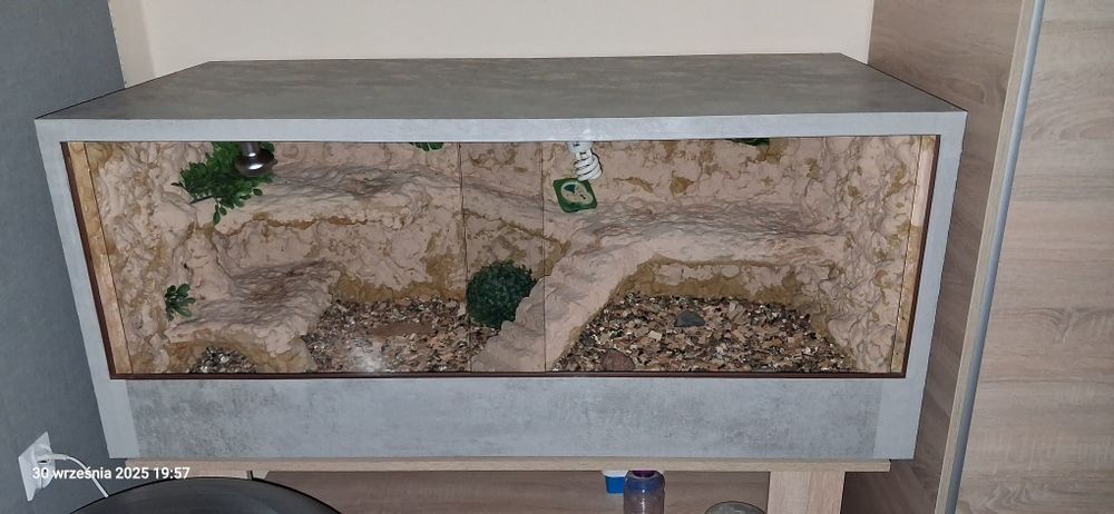 Terrarium dla jaszczurki pustynnej