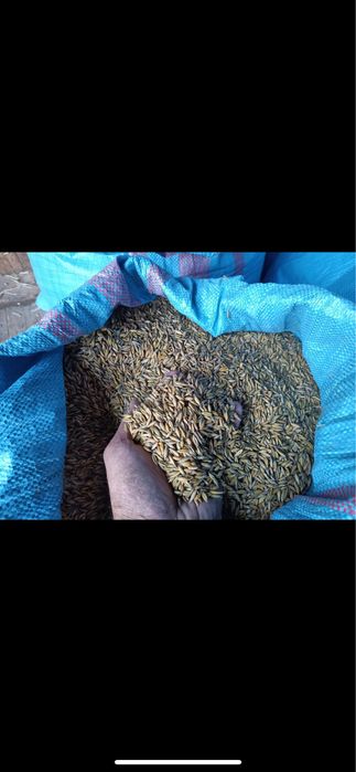 Owies Żyto zbior tegoroczny