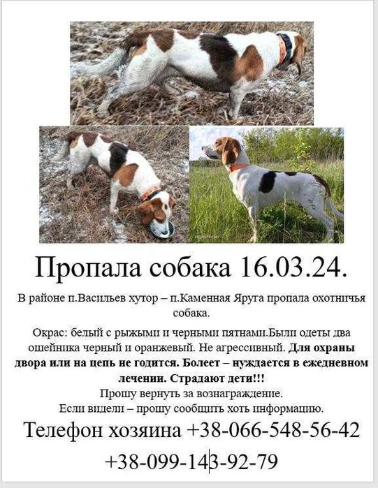 Пропала собака. Розшук. Чугуевский район.