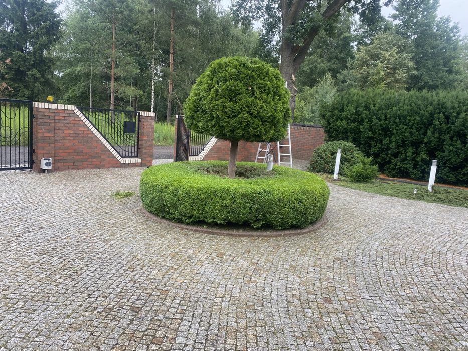 Usługi Ogrodnicze wycinka drzew rembanie galęzi