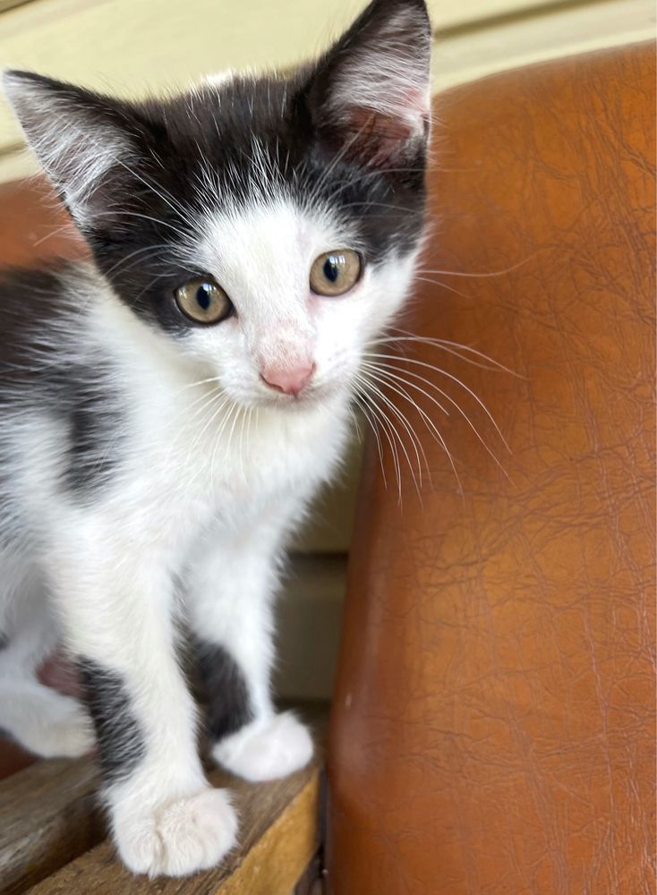 Кіт, кошеня, хлопчик, 2 місяці