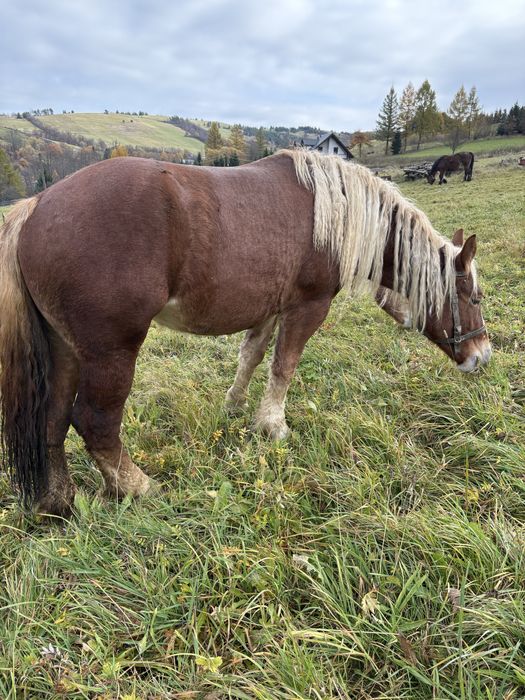 Sprzedam klacz 2,5 letnią