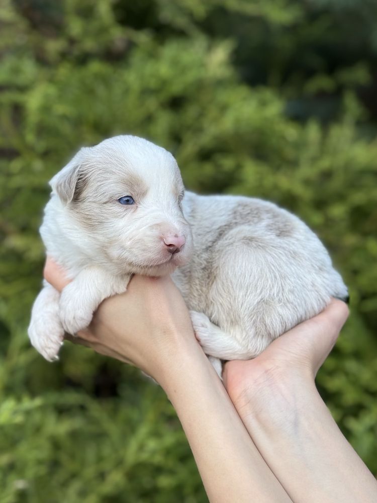Border collie lilac merle