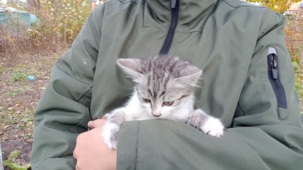 Кошеня в добрі руки