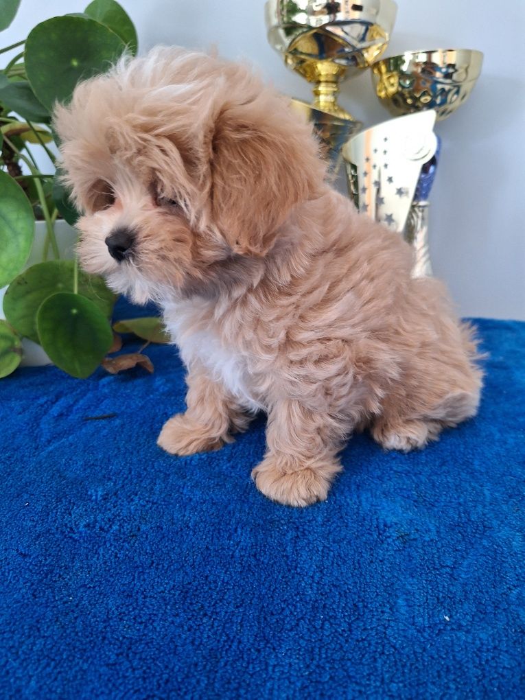 Maltipoo piesek z certyfikatem