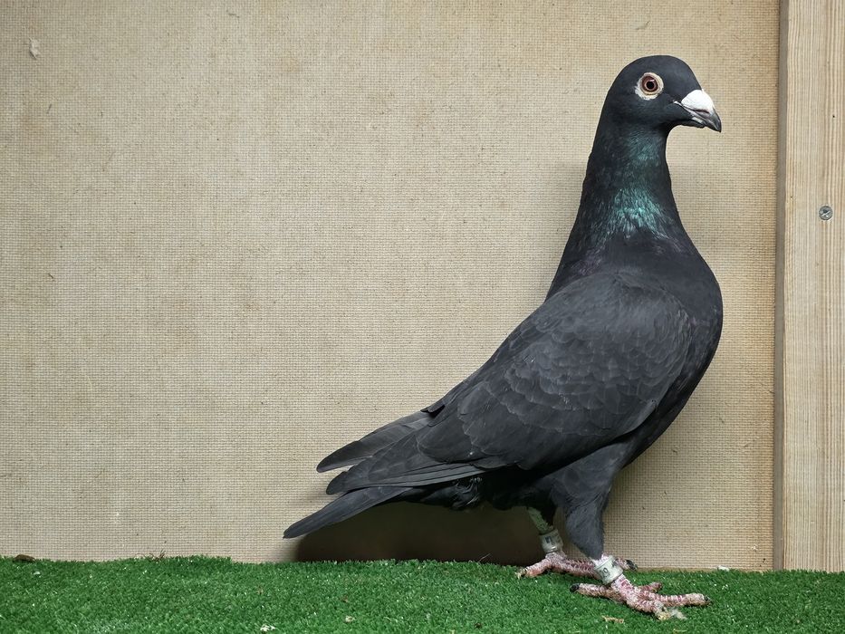 Gołębie pocztowe tygrysy