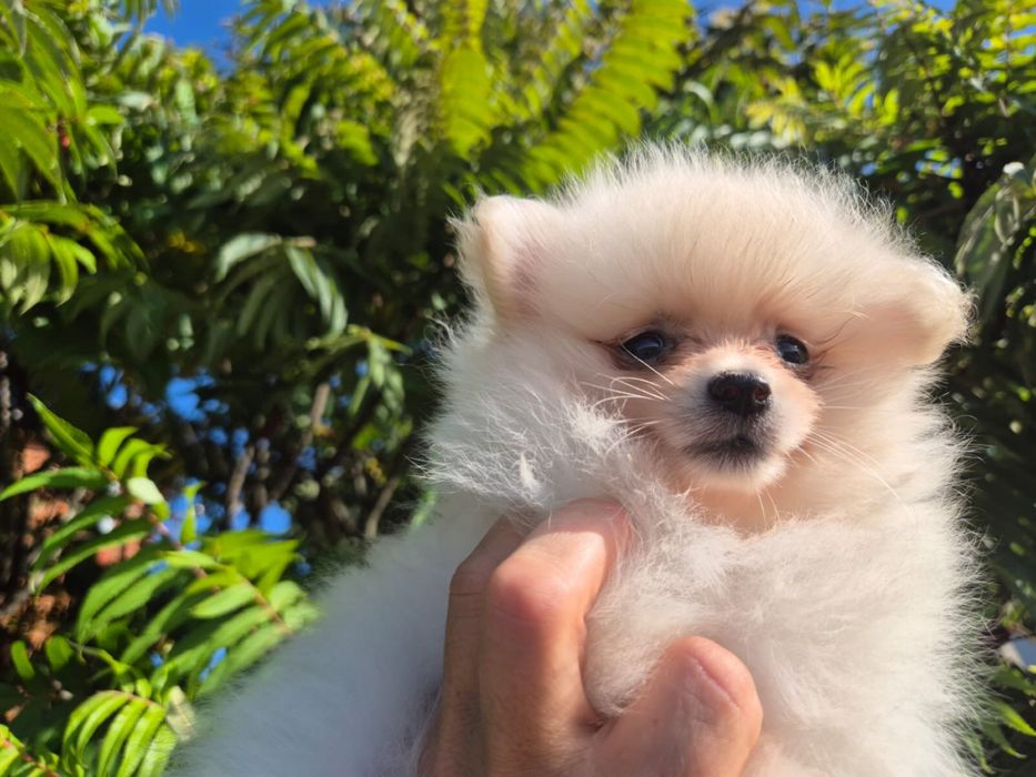 Szpic miniaturowy pomeranian - biały piesek