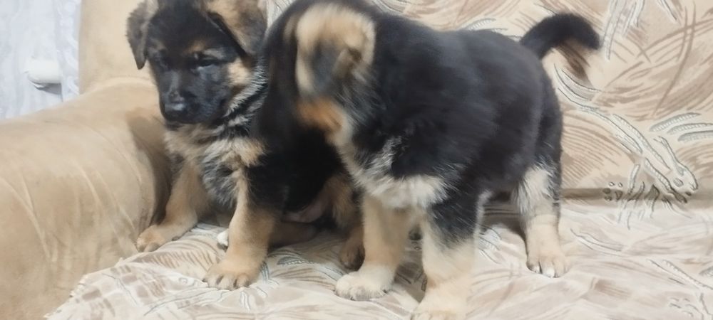 Німецькі вівчарки