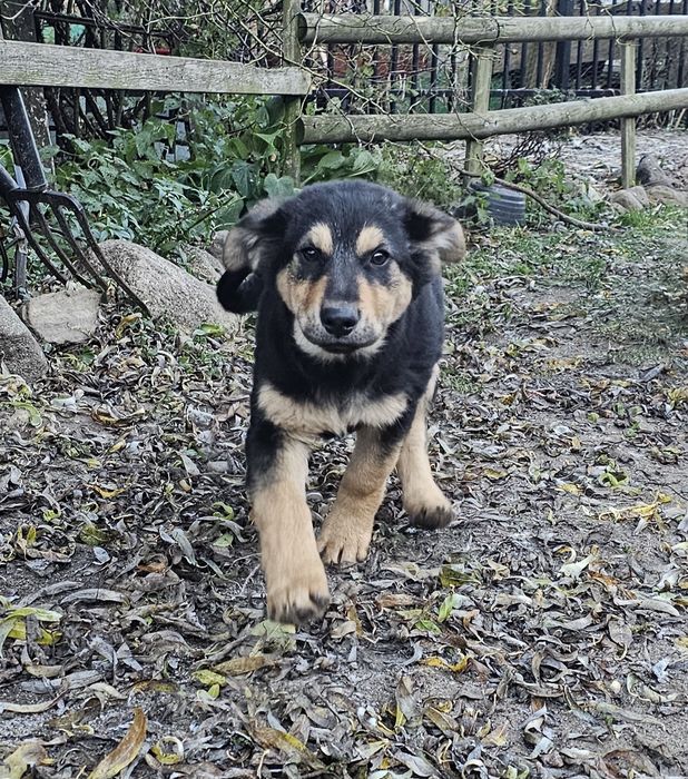 Piękna suczka, ostatnia z miotu do oddania