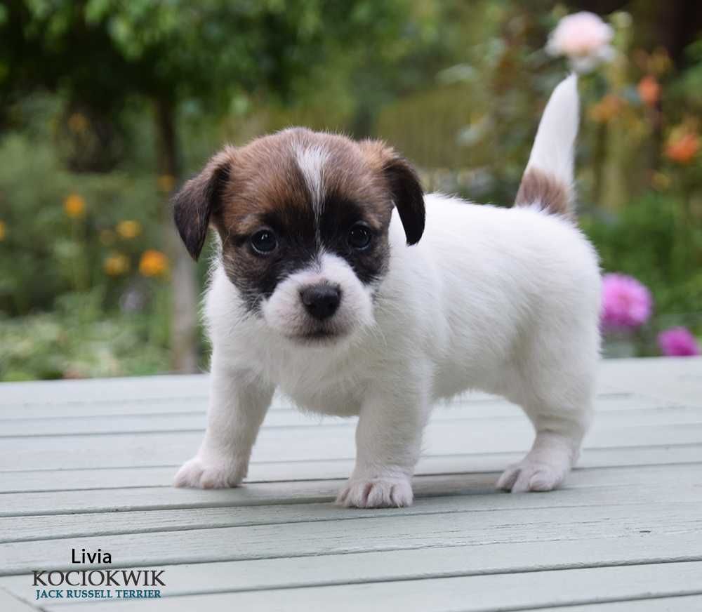 Jack Russell Terrier - suczka z rodowodem ZKwP