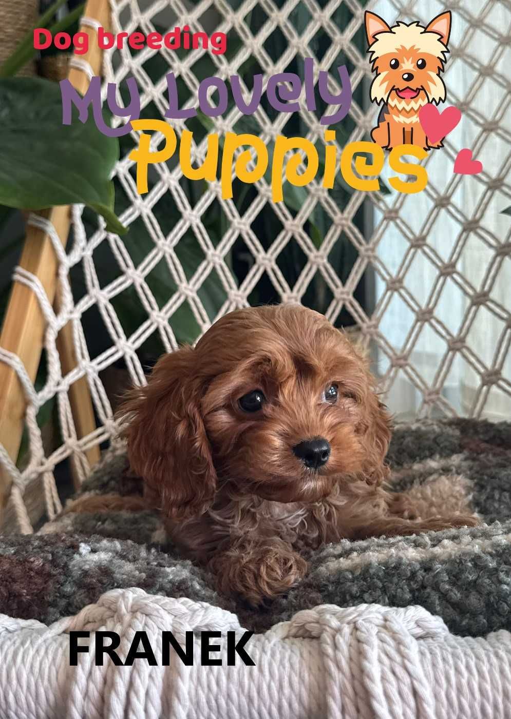 Cavapoo śliczny chłopiec Franek