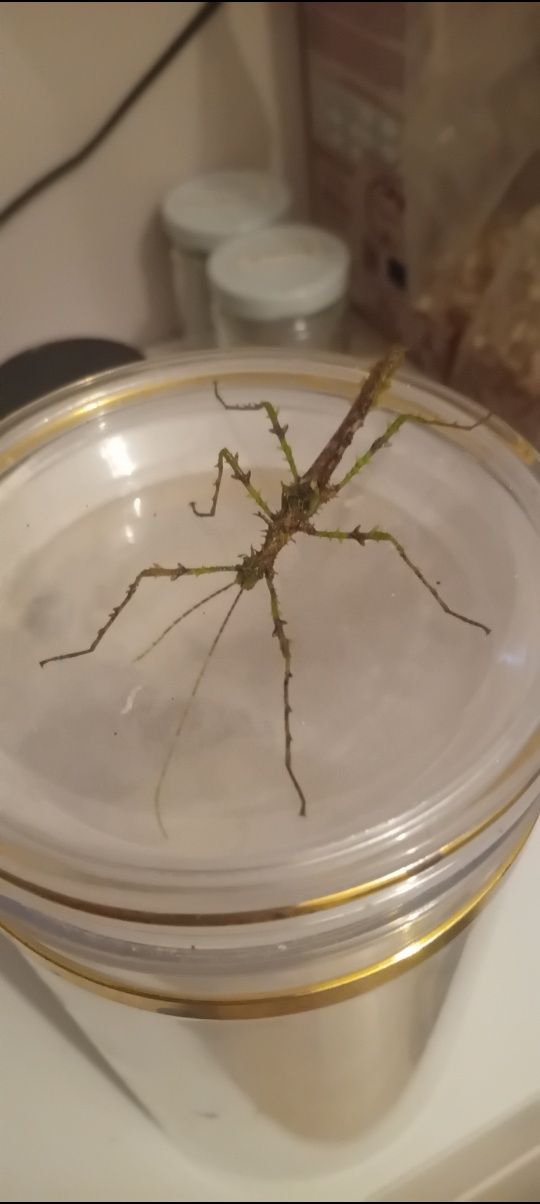 Taraxippus samarae młode i jajka
