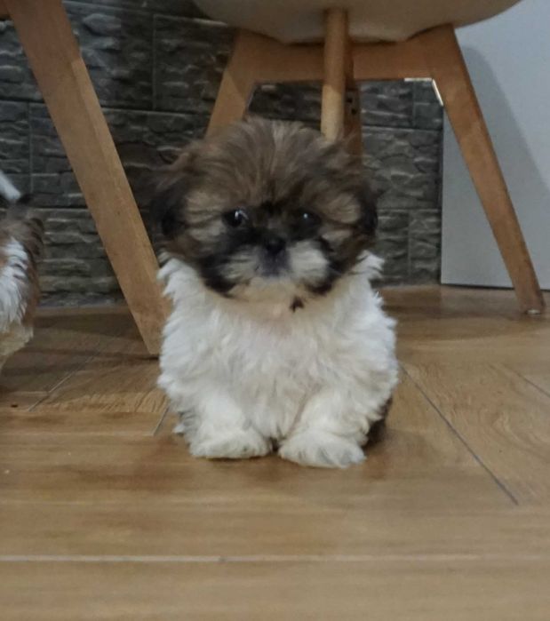 shih tzu cudny szczeniaczek