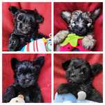 Yorkpoo, Yorkypoo, york, pudel, poo, szczeniak