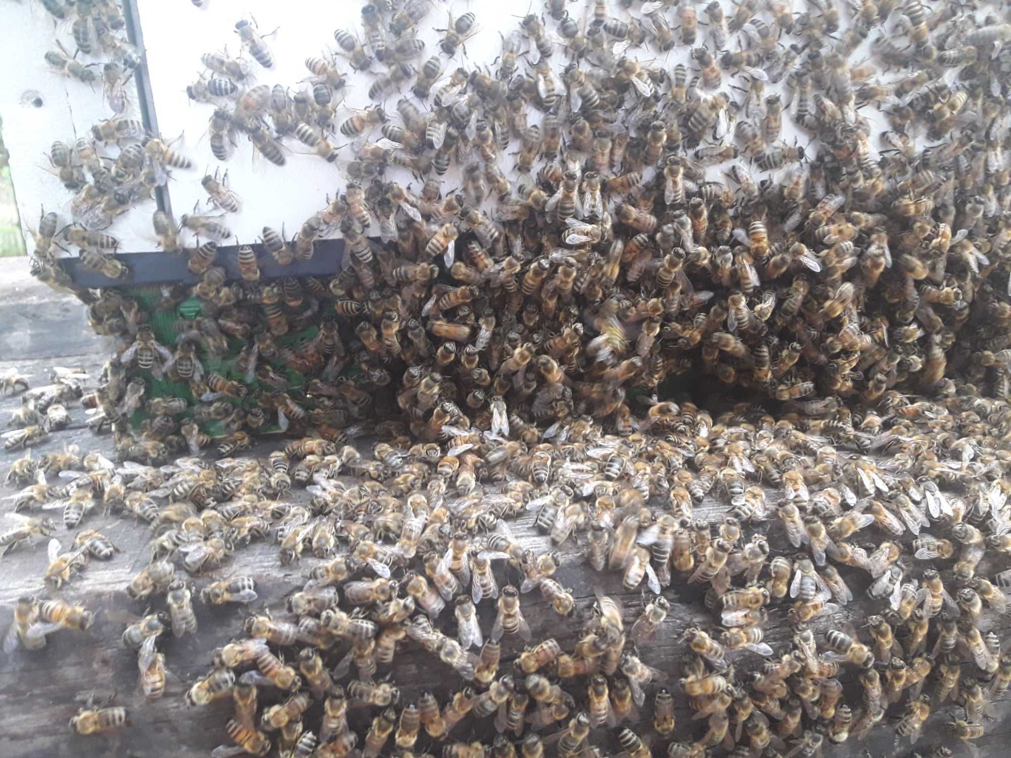 Pszczoly rodziny pszczele ul z pszczolami odklady