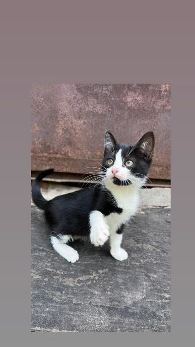 Отдам черно-белого котенка, девочка,  2,5 месяца