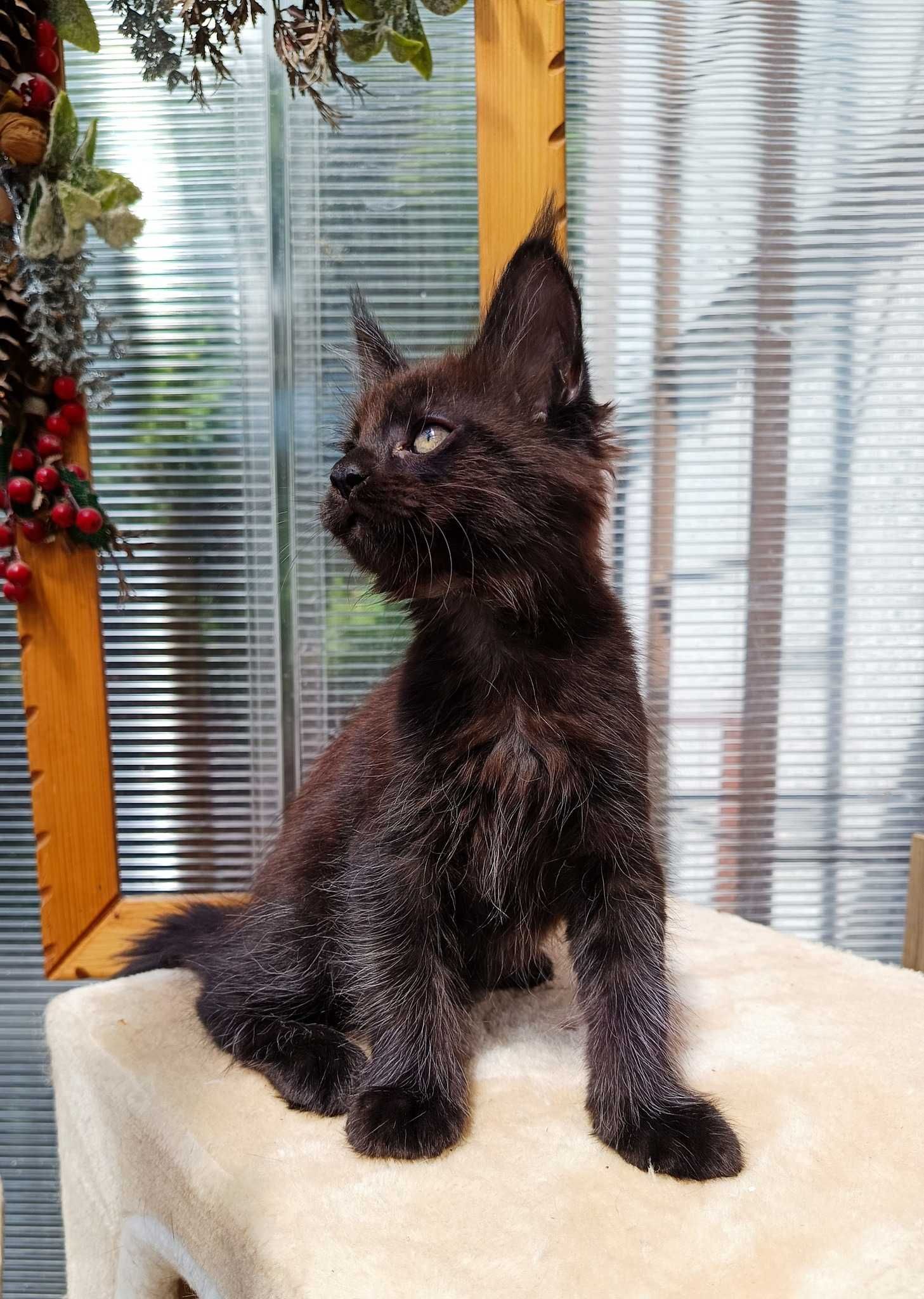 Maine Coon kocurek z rodowodem FPL – czarny solid – Jerry Rezerwacja
