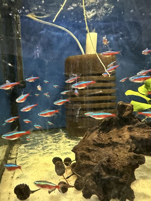 Neon Czerwony Promocja pakiet 20szt 50zł