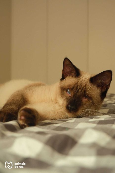 Nando | Para Adoção