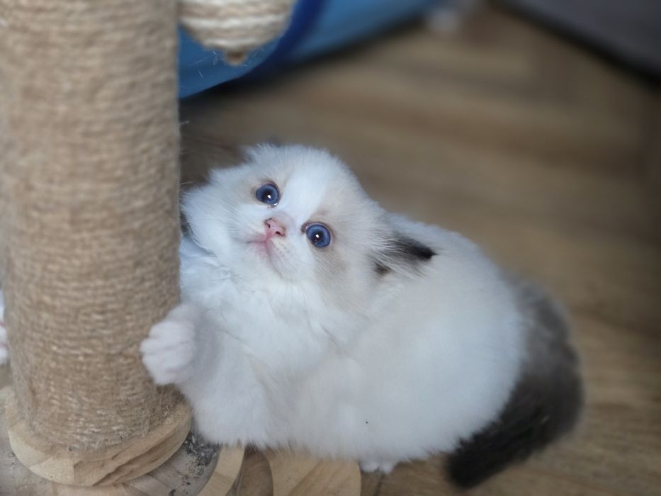 Kotka RAGDOLL z rodowodem FPL