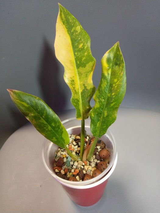 Philodendron Ring Of Fire