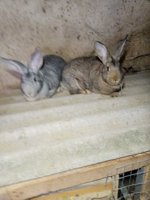 Продам Кролі домашні
