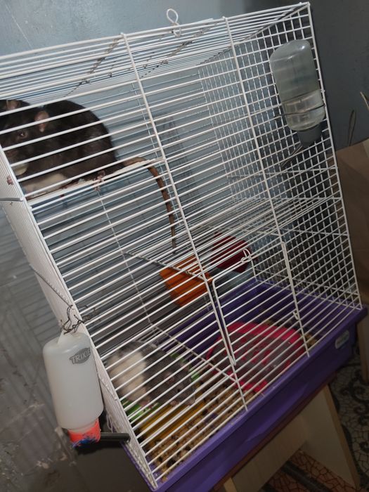 Крысы Дамбо. С клеткой