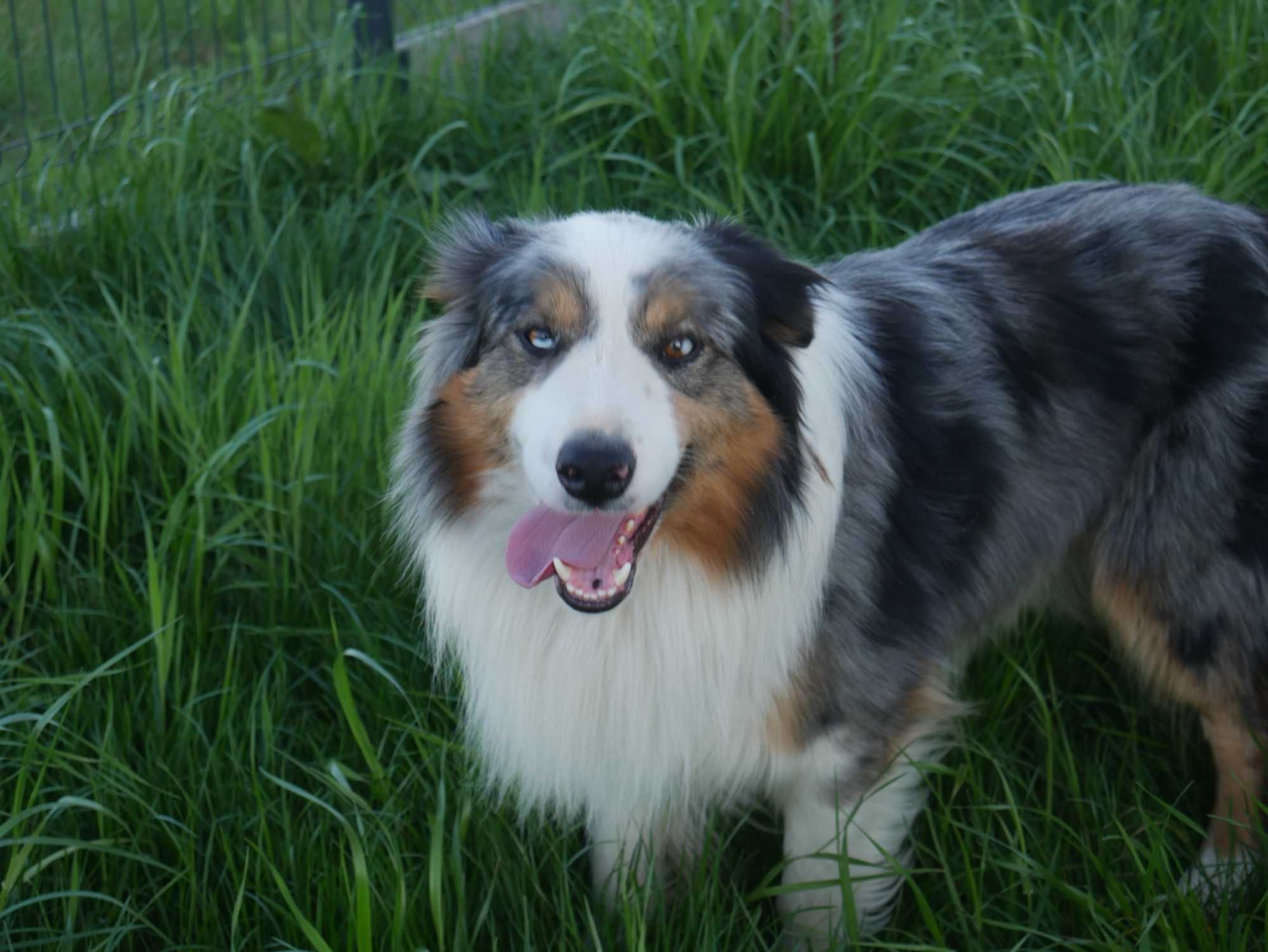 Border Collie ostatnia sunia