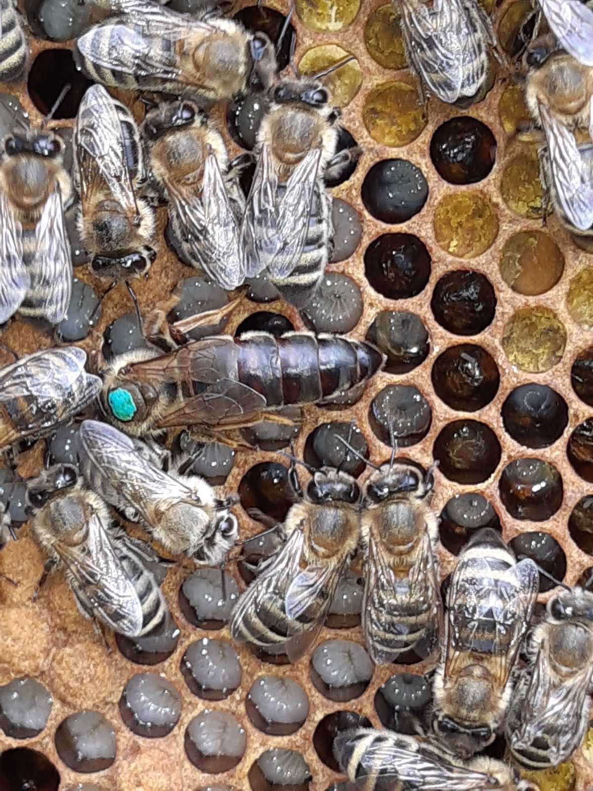 Бджоломатки карпатської породи від Гайдара