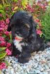 Shihpoo sunia shihtzu pudel toy