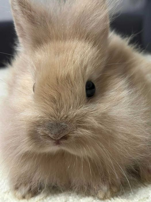 królik miniaturka