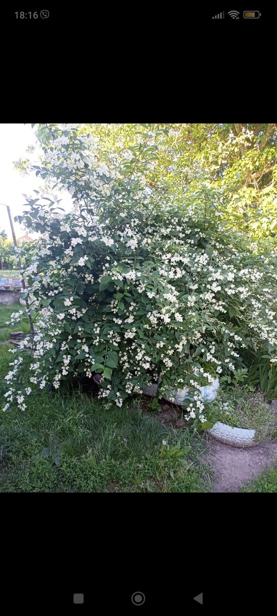 Півники, жасмин, хоста, мак, живучка та інше