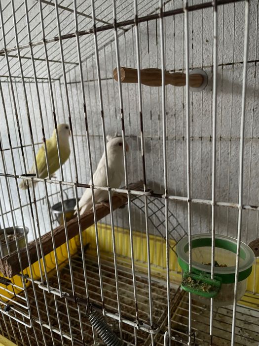 Casal de roseicollis